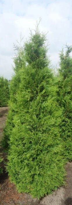 Groene Haagconifeer (Thuja Occidentalis 'Brabant') -Tuinplanten Winkel thujaobrab200225