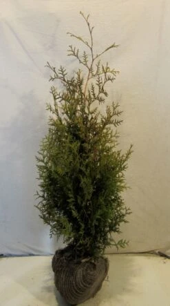 Groene Haagconifeer (Thuja Occidentalis 'Brabant') -Tuinplanten Winkel thujaobrabant080 100