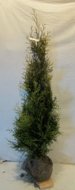 Groene Haagconifeer (Thuja Occidentalis 'Brabant') -Tuinplanten Winkel thujaobrabant125 150