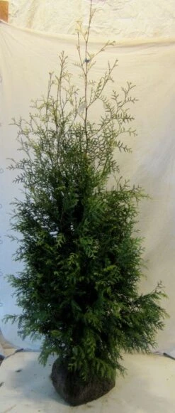 Groene Haagconifeer (Thuja Occidentalis 'Brabant') -Tuinplanten Winkel thujaobrabant150 175