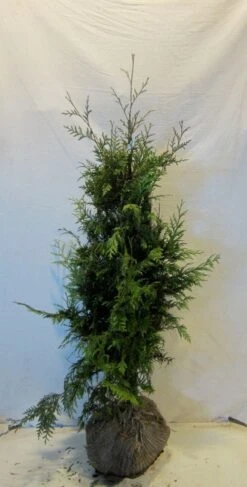 Reuzenlevensboom (Thuja Plicata 'Excelsa') -Tuinplanten Winkel thujapexcelsa100 125
