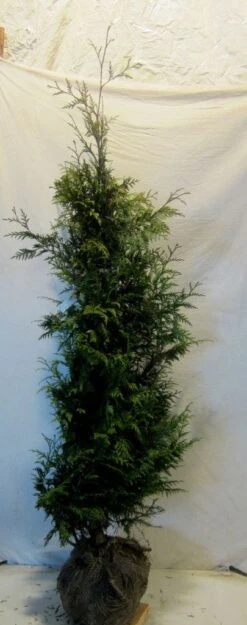 Reuzenlevensboom (Thuja Plicata 'Excelsa') -Tuinplanten Winkel thujapexcelsa150 175