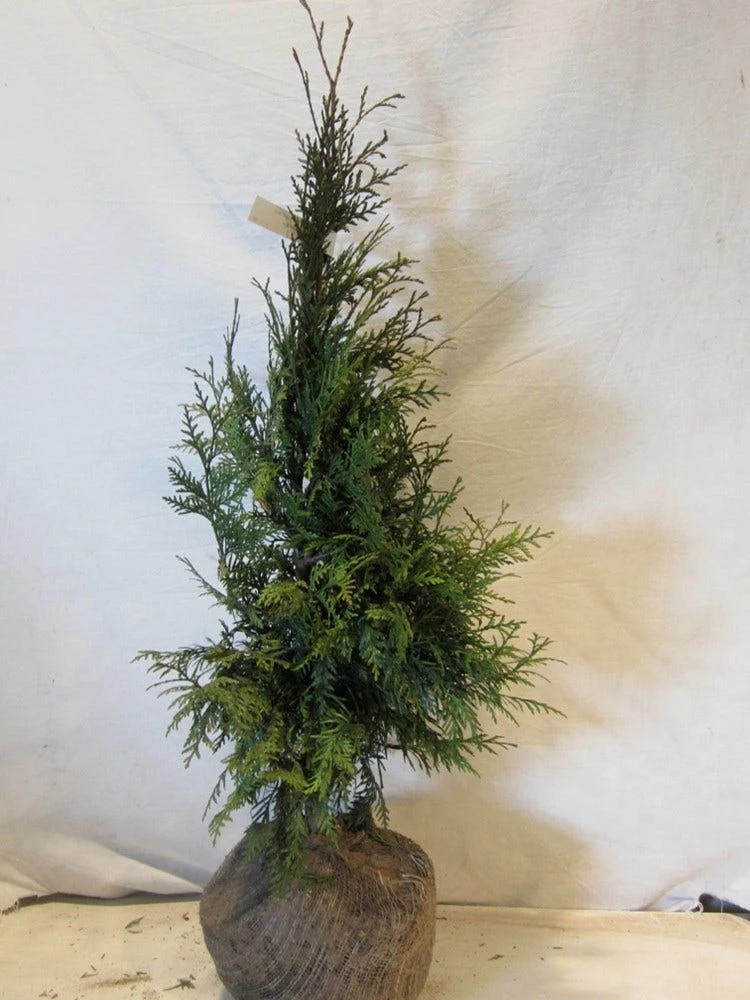 Levensboom (Thuja Plicata 'Martin') 13 Levensboom (Thuja Plicata 'Martin') - Afbeelding 11