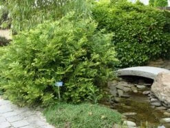 Thujopsis (Thujopsis Dolabrata) -Tuinplanten Winkel thujopsis dolabrata