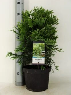 Thujopsis (Thujopsis Dolabrata) -Tuinplanten Winkel thujopsis dolobrata c5 m