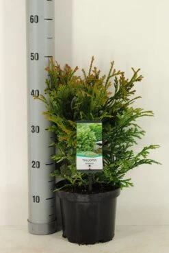 Thujopsis (Thujopsis Dolabrata) -Tuinplanten Winkel thujopsis dolobrata winter c3 m