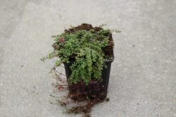 Tijm (Thymus Praecox 'Coccineus') -Tuinplanten Winkel thymus preacox coccineus 7