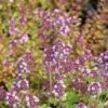 Tijm (Thymus Serpyllum) Bio -Tuinplanten Winkel thymus serpyllum 3