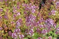 Tijm (Thymus Serpyllum) Bio