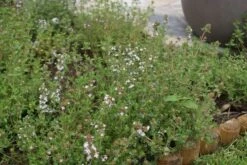 Echte Tijm (Thymus Vulgaris) -Tuinplanten Winkel thymus vulgaris 1