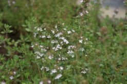 Echte Tijm (Thymus Vulgaris) -Tuinplanten Winkel thymus vulgaris 2
