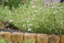 Echte Tijm (Thymus Vulgaris) -Tuinplanten Winkel thymus vulgaris 3