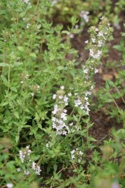 Echte Tijm (Thymus Vulgaris) -Tuinplanten Winkel thymus vulgaris 4