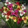 Tijgerbloem (Tigridia Pavonia Mix) -Tuinplanten Winkel tigridia mixed 2013 visi02677