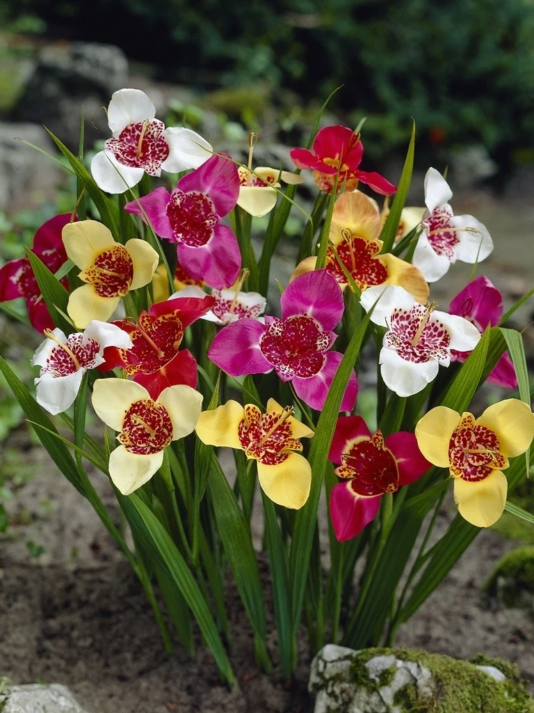 Tijgerbloem (Tigridia Pavonia Mix) 3 Tijgerbloem (Tigridia Pavonia Mix)