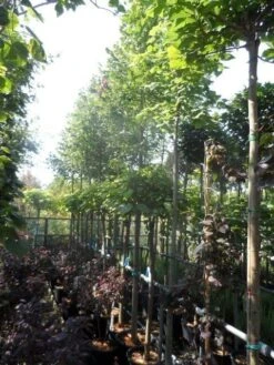 Lindeboom (Tilia Platyphyllos) 9 Lindeboom (Tilia Platyphyllos) -Tuinplanten Winkel tilia platyphyllos 12 14 16ho cont