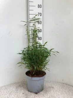 Niet Woekerende Bamboe (Fargesia Murieliae 'Tiny') -Tuinplanten Winkel tiny 23