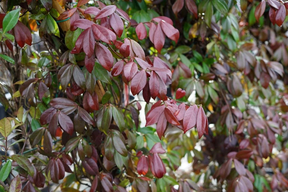 Toscaanse Jasmijn (Trachelospermum Jasminoides) 6 Toscaanse Jasmijn (Trachelospermum Jasminoides) - Afbeelding 4