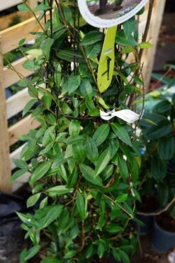 Toscaanse Jasmijn, Cilinder (Trachelospermum Jasminoides ) 9 Toscaanse Jasmijn, Cilinder (Trachelospermum Jasminoides ) -Tuinplanten Winkel trachelospermum jasminoides cilinder lm01