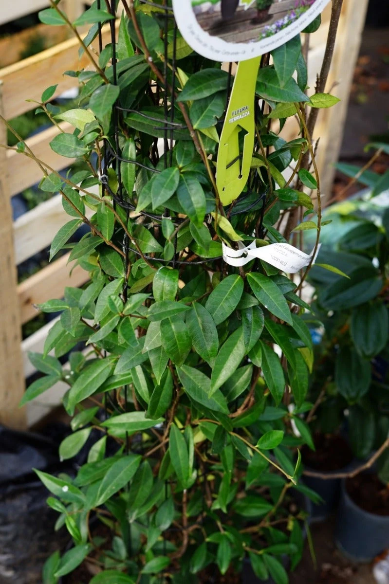 Toscaanse Jasmijn, Cilinder (Trachelospermum Jasminoides ) 5 Toscaanse Jasmijn, Cilinder (Trachelospermum Jasminoides ) - Afbeelding 3