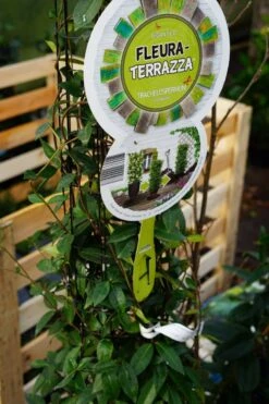 Toscaanse Jasmijn, Cilinder (Trachelospermum Jasminoides ) 10 Toscaanse Jasmijn, Cilinder (Trachelospermum Jasminoides ) -Tuinplanten Winkel trachelospermum jasminoides cilinder lm02