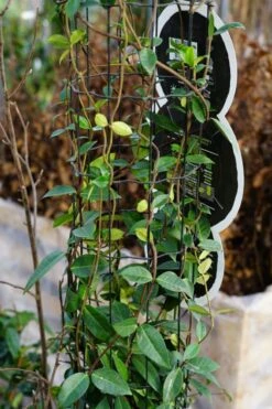 Toscaanse Jasmijn, Cilinder (Trachelospermum Jasminoides ) 11 Toscaanse Jasmijn, Cilinder (Trachelospermum Jasminoides ) -Tuinplanten Winkel trachelospermum jasminoides cilinder lm03