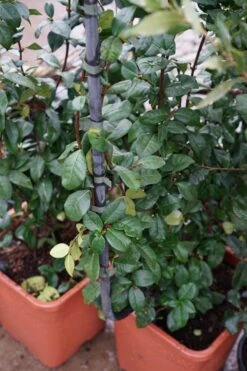 Toscaanse Jasmijn Als Leivorm(Trachelospernum Jasminoides) -Tuinplanten Winkel trachelospermum jasminoides leivorm01