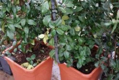 Toscaanse Jasmijn Als Leivorm(Trachelospernum Jasminoides) -Tuinplanten Winkel trachelospermum jasminoides leivorm02