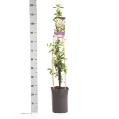 Toscaanse Jasmijn (Trachelospermum Jasminoides) 19 Toscaanse Jasmijn (Trachelospermum Jasminoides) -Tuinplanten Winkel trachelospermum jasminoides 1.00 1.25