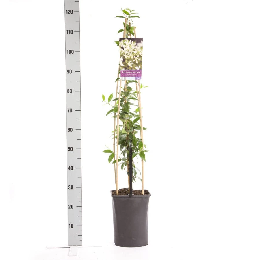 Toscaanse Jasmijn (Trachelospermum Jasminoides) 9 Toscaanse Jasmijn (Trachelospermum Jasminoides) - Afbeelding 7
