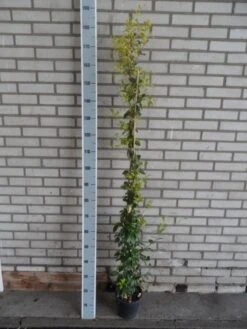 Toscaanse Jasmijn (Trachelospermum Jasminoides) 21 Toscaanse Jasmijn (Trachelospermum Jasminoides) -Tuinplanten Winkel trachelospermum jasminoides 150 175 c3