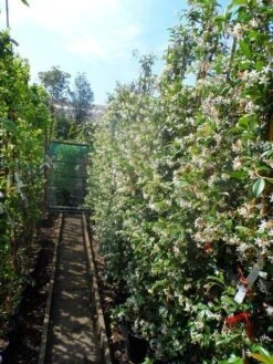 Toscaanse Jasmijn (Trachelospermum Jasminoides) 20 Toscaanse Jasmijn (Trachelospermum Jasminoides) -Tuinplanten Winkel trachelospermum jasminoides 175 200 c12