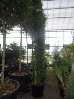 Toscaanse Jasmijn (Trachelospermum Jasminoides) 23 Toscaanse Jasmijn (Trachelospermum Jasminoides) -Tuinplanten Winkel trachelospermum jasminoides 300 350 400 c50