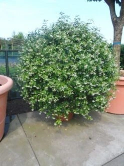 Toscaanse Jasmijn, Bolvorm (Trachelospermum Jasminoides ) -Tuinplanten Winkel trachelospermum jasminoides bol 125 150 175 solitair