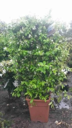 Toscaanse Jasmijn Als Leivorm(Trachelospernum Jasminoides) -Tuinplanten Winkel trachelospernum jasm. leivorm 100125 2