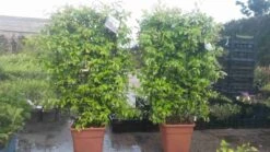 Toscaanse Jasmijn Als Leivorm(Trachelospernum Jasminoides) -Tuinplanten Winkel trachelospernum jasm. leivorm 100125 3