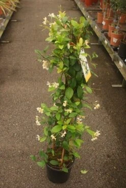 Toscaanse Jasmijn (Trachelospermum Jasminoides) 18 Toscaanse Jasmijn (Trachelospermum Jasminoides) -Tuinplanten Winkel trachelospernum jasminoides 2