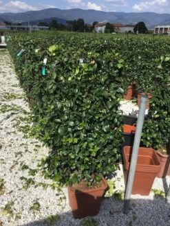 Toscaanse Jasmijn Als Leivorm(Trachelospernum Jasminoides) -Tuinplanten Winkel trachelospernum jasminoides 90x50 cm