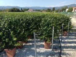 Toscaanse Jasmijn Als Leivorm(Trachelospernum Jasminoides) -Tuinplanten Winkel trachelospernum jasminoides lage leivorm