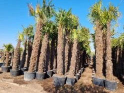 Winterharde Palm (Trachycarpus Fortunei) -Tuinplanten Winkel trachycarpus
