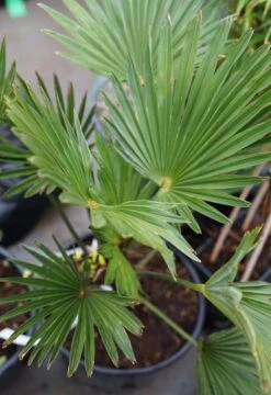 Winterharde Palm (Trachycarpus Fortunei) -Tuinplanten Winkel trachycarpus fortunei klein lm01