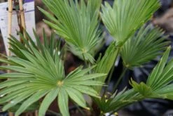 Winterharde Palm (Trachycarpus Fortunei) -Tuinplanten Winkel trachycarpus fortunei klein lm02