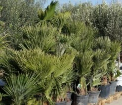 Dwergpalm (Chamaerops Humilis) 13 Dwergpalm (Chamaerops Humilis) -Tuinplanten Winkel trachycarpus palmbomen lm01