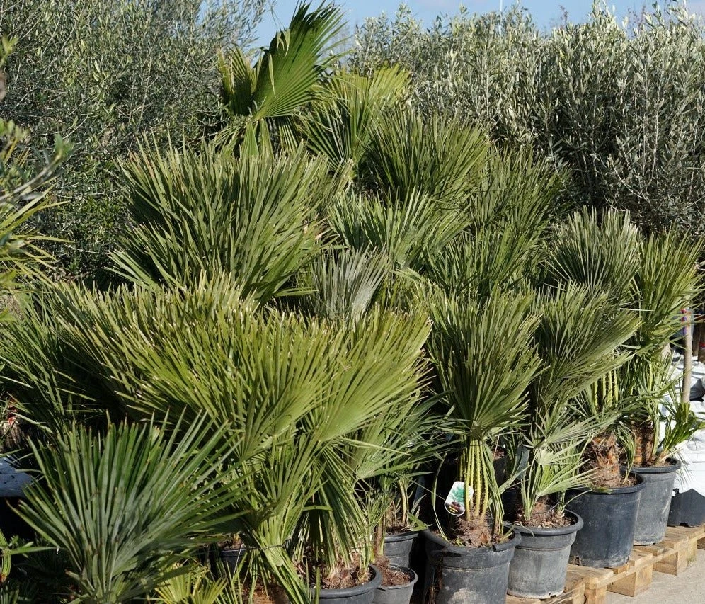 Dwergpalm (Chamaerops Humilis) 5 Dwergpalm (Chamaerops Humilis) - Afbeelding 3