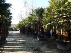 Winterharde Palm Meerstammig (Trachycarpus Fortunei) -Tuinplanten Winkel trachycarpus fortunei 3 stammig 2