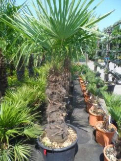 Winterharde Palm (Trachycarpus Fortunei) -Tuinplanten Winkel trachycarpus fortunei 80 100stam