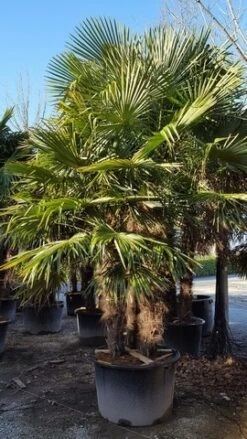 Winterharde Palm Meerstammig (Trachycarpus Fortunei) -Tuinplanten Winkel trachycarpus meerstammig 2
