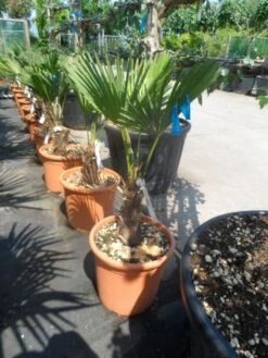 Winterharde Palm (Trachycarpus Wagnerianus) -Tuinplanten Winkel trachycarpus wagnerianum 30stam c25