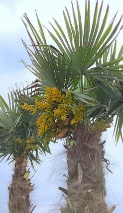 Winterharde Palm (Trachycarpus Fortunei)