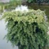 Tsuga (Tsuga Canadensis 'Jeddeloh') -Tuinplanten Winkel tscjedde 2